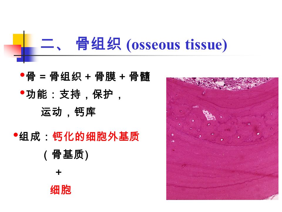 二 骨组织(osseous tissue)